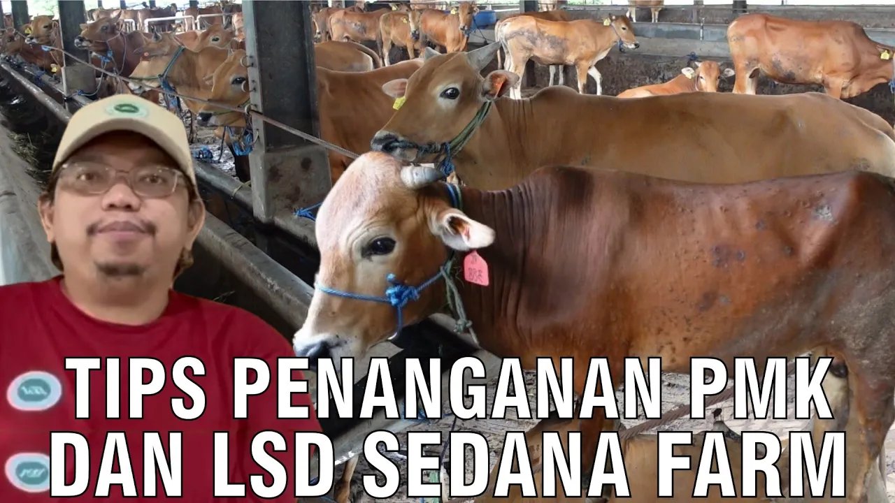 
                                 Tips-Penanganan-PMK-&-LSD-Sedana-Farm